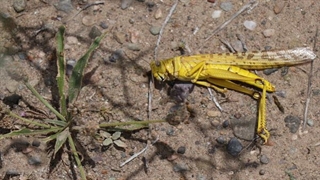 هجوم یک میلیارد ملخ صحرایی به استان هرمزگان