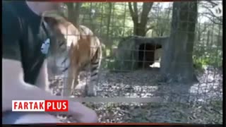 خطر پشت کردن به گربه سانان بزرگ