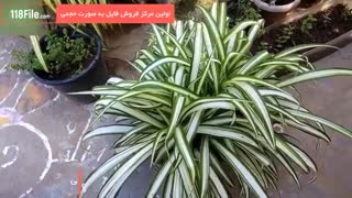 آموزش پرورش گل و گیاه آپارتمانی در WWW.118FILE.COM