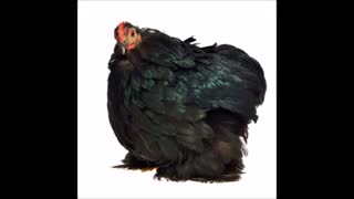 تخم نطفه دار مرغ زینتی ژاپینر