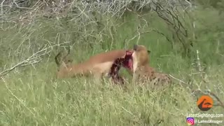 تلاش بیهوده گوزن برای فرار از چنگال مرگ