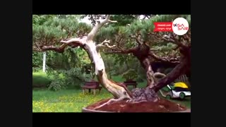 باغ البرت فرانسه - Albert Kahn Jardins - تعیین وقت سفارت فرانسه با ویزاسیر