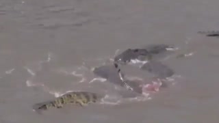 کروکودیل های در انتظار شکار