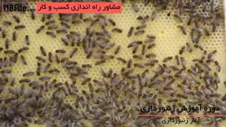 تشخیص ملکه زنبور عسل