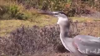 وقتی پرندگان لقمه بزرگتر از دهانشان برمیدارند