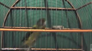 صدای قناری رسمی جدید 2020