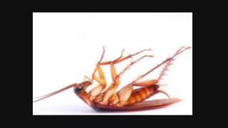 سم سوسک اصل بایر (شات گان)