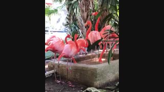 64-فلامینگو