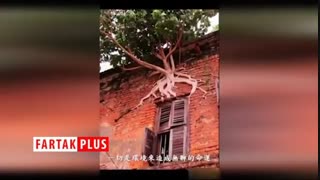 عجیب‌ترین درختان جهان که شاید تاکنون آنها را ندیده باشید