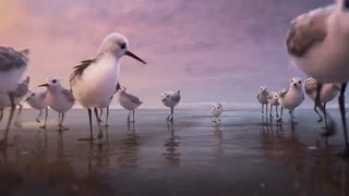 piper 2016 (انیمیشن کوتاه ) یعنی این محشره بی نظیره اونم فقط تو6 دقیقه!(پیشنهادویژه)