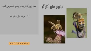 زنبورعسل ها