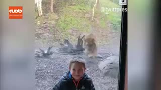 ببری که به ناهارش نرسید