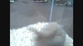 کوکی چاکلتم^^ در حال بازرسی خونه جدیدش