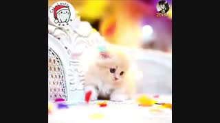 کلیپی از ناز ترین گربه ها 2018