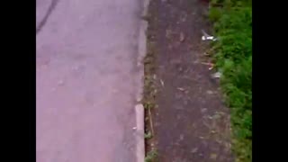 حرکات جالب گربه ها