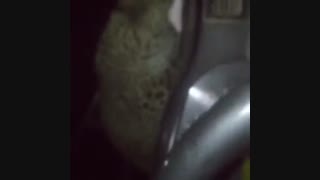 برخورد پلنگ با کارگر معدن در خواف