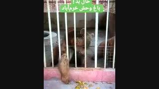 برگ اتفاقا غذای خرس است