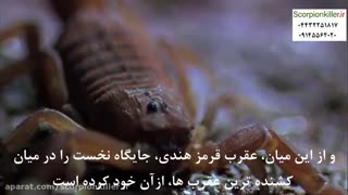 نیش کدام عقرب مرگبار است؟