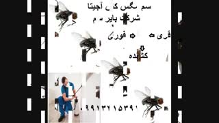 قویترین سم مگس کش  فوری بدون بو