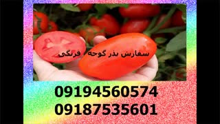 بذر گوجه فرنگی
