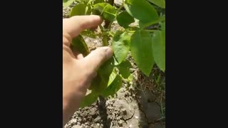 خرید و فروش نهال گردو پایه کوتاه۰۹۱۴۱۸۱۱۵۲۰