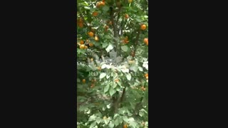 خرید و فروش نهال زردالو پرتغالی ۰۹۱۴۱۸۱۱۵۲۰