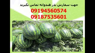 فروش بذر هندوانه