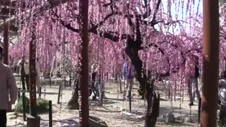 شهر تی سو (ژاپن) - Tus City